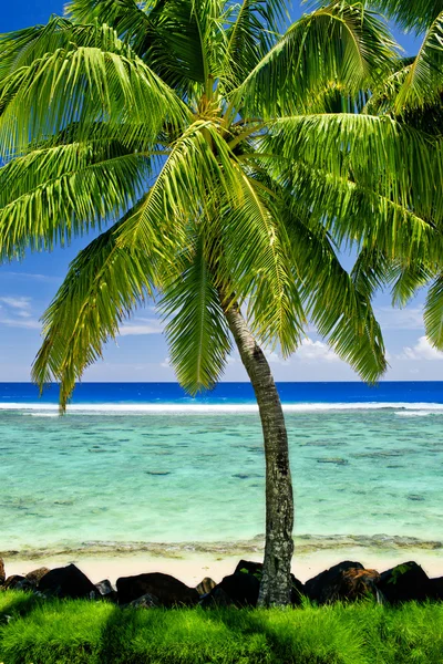Одиночна пальма з видом на синю лагуну — стокове фото