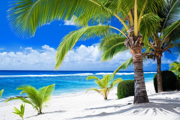 Palmbomen, met uitzicht op verbazingwekkende blauwe lagune — Stockfoto