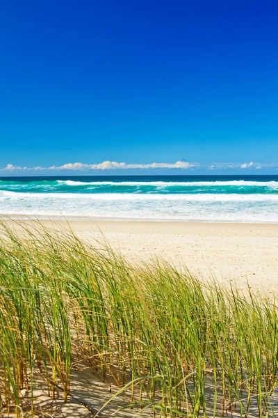 Grass and sandy beach on the Gold Coast Queensland — Stock Photo, Image