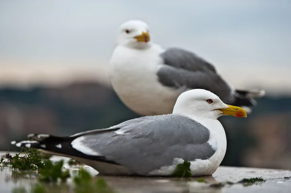 对夫妇的海鸥 — 图库照片
