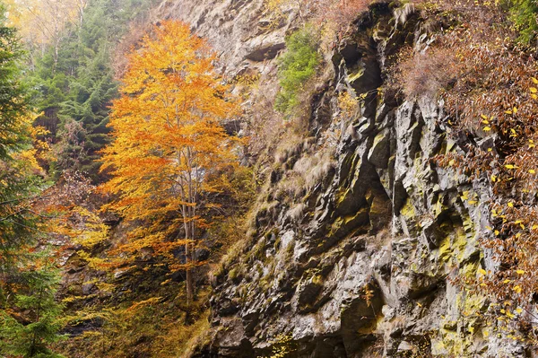 Cascada de otoño en la montaña — Foto de Stock