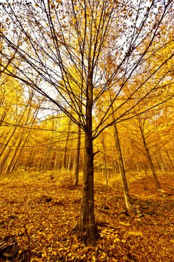 Ormandaki ağaçlarla dolu sonbahar manzarası