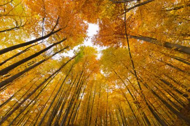 Ormandaki ağaçlarla dolu sonbahar manzarası