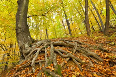 Big roots in a forest clipart