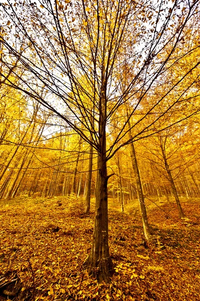 Podzimní krajina se stromy v lese — Stock fotografie