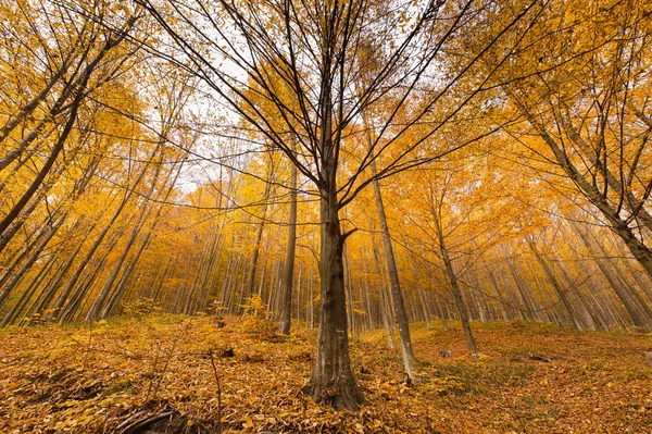Podzimní krajina se stromy v lese — Stock fotografie
