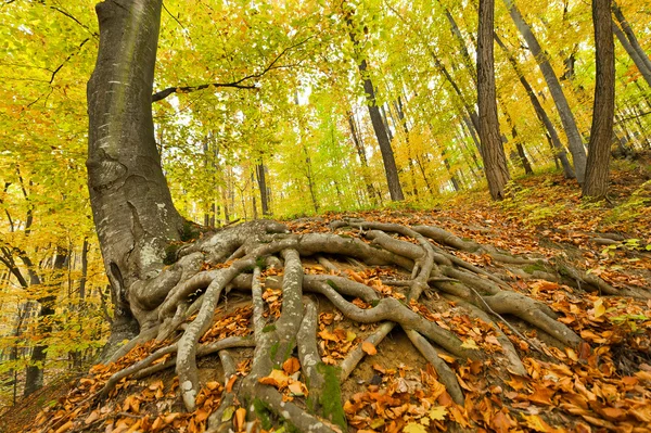 Velké kořeny v lese — Stock fotografie