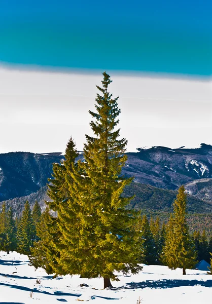 Wonderful winter landscape with blue sky — Stock Photo, Image
