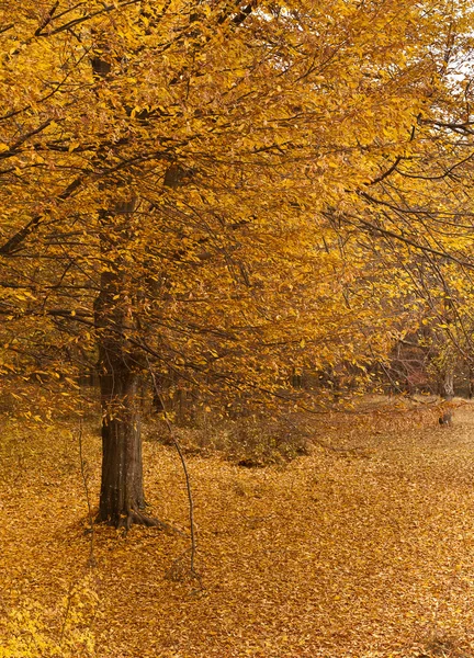 Осінній пейзаж з деревами в лісі — стокове фото