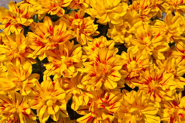 stock image Plantation with yellow and red tulips in the park