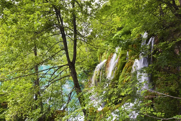 クロアチアの国立公園の木を通して見た滝 — ストック写真