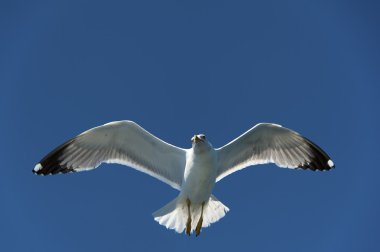 Seagull on Blue Sky Gliding in Wind clipart