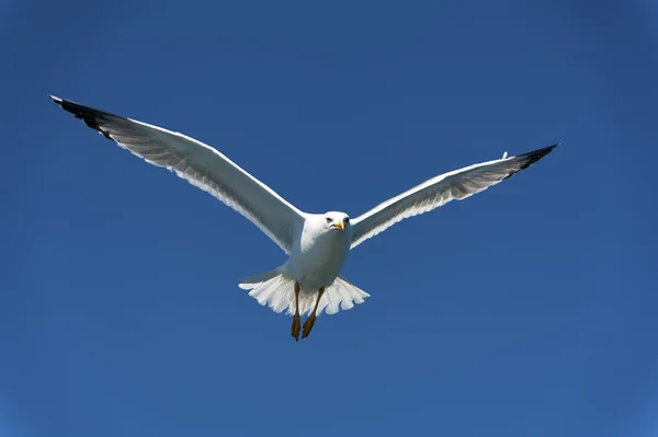 바람에 활공 하는 푸른 하늘에 갈매기 — 스톡 사진