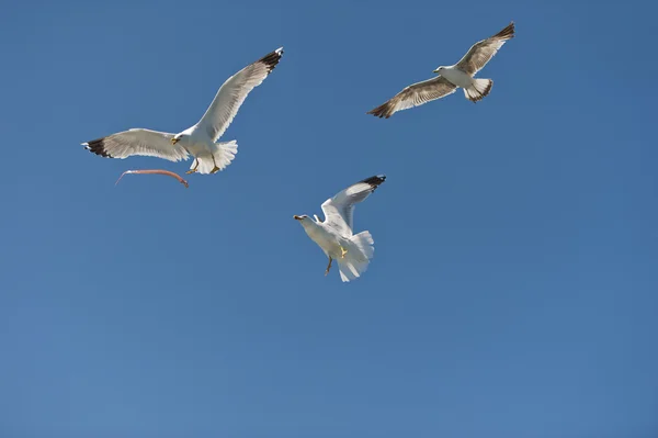Gabbiano sul cielo blu che scivola nel vento — Foto Stock