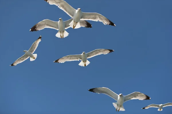 Seagull op blauwe hemel glijden in wind — Stockfoto