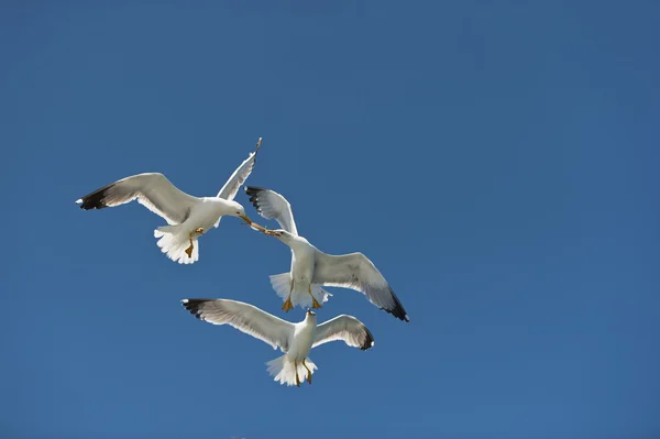 Seagull op blauwe hemel glijden in wind — Stockfoto
