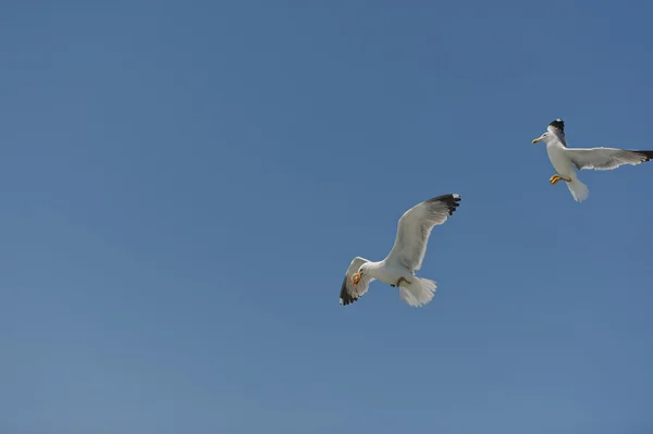 Gaivota no céu azul planando no vento — Fotografia de Stock