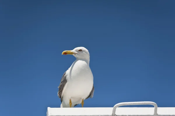 Seagull on Blue Sky Gliding in Wind — Stock Photo, Image