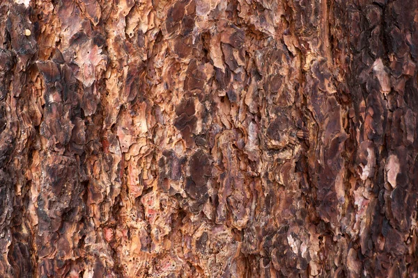 Natuur boom schors textuur — Stockfoto