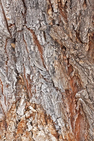 Gamla träd bark design — Stockfoto