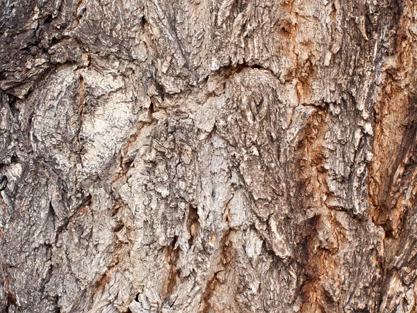 Abstract Dirty Tree Bark Design — Stock Photo, Image