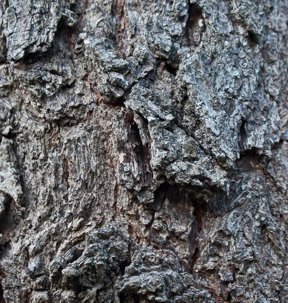 Dirty Tree Bark Design — Stock Photo, Image