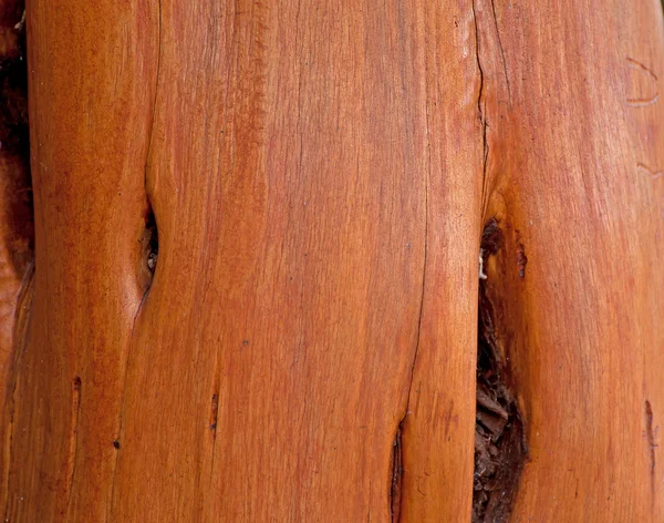 Tree Bark Texture Design — Stock Photo, Image