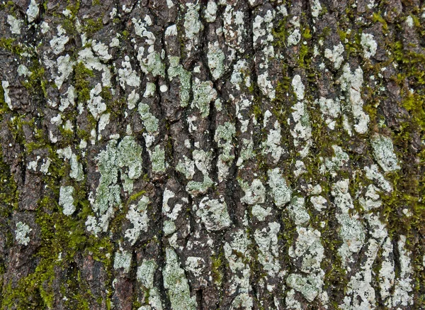 Smutsiga trädet bark textur bakgrund — Stockfoto