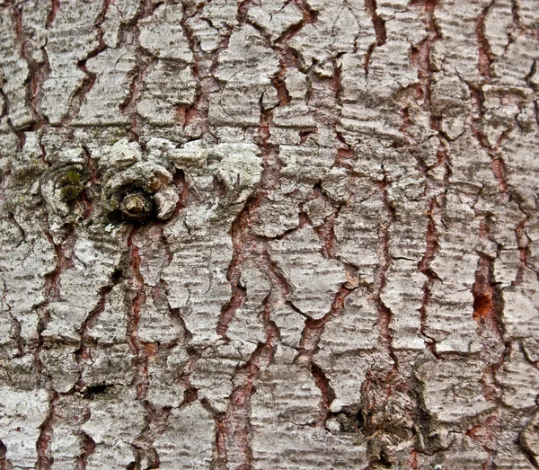 Grunge trädet bark textur — Stockfoto