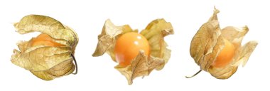 Physalis kenarlık