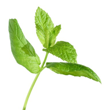 beyaz izole greem taze nane