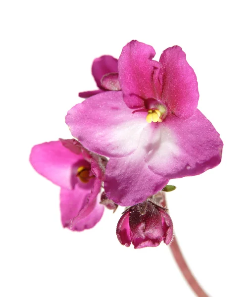 Saintpaulia (african violet), single flowering stem, isolated on — Stock Photo, Image