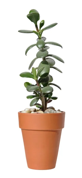 Jade plant (crassula ovata) in een pot van terracotta, geïsoleerd op whi — Stockfoto