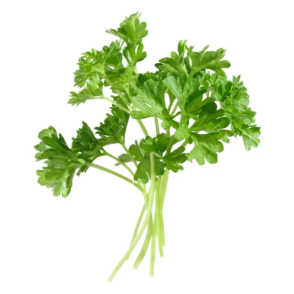 A few sprigs of parsley, isolated — Stock Photo, Image