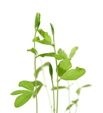 Growing plants from seeds, sweet pea plantlets, first leavew ope clipart
