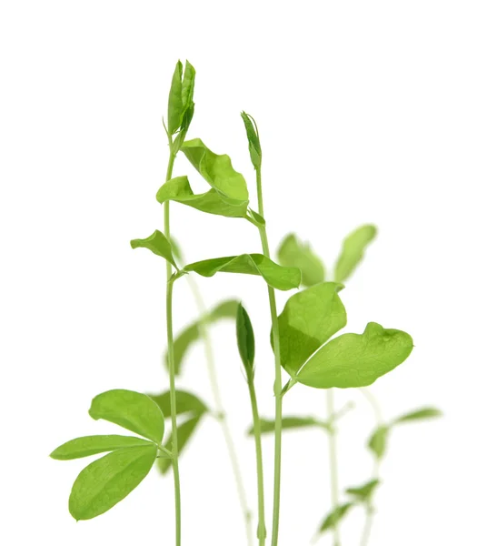 Cultivo de plantas a partir de sementes, mudas de ervilha doce, primeira folha ope — Fotografia de Stock