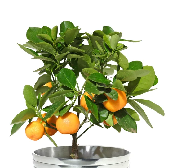 Potted citrus tree in a metallic pot, isolated — ストック写真