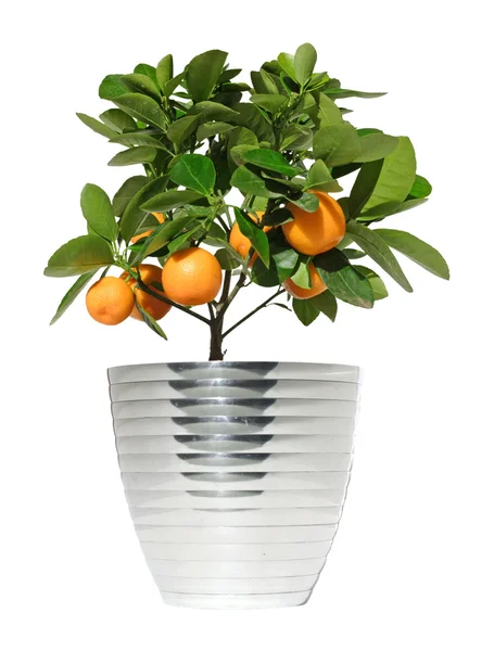 Potted citrus tree in a metallic pot, isolated — ストック写真
