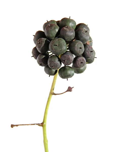 Hedera hibernica (atlantic ivy, irländska ivy) bär kluster, isolat — Stockfoto