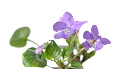 Viola canina , Heath Dog-violet , Heath Violet, small bush, isol clipart