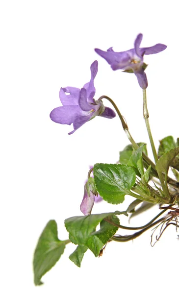 Viola canina, heath köpek-violet, heath violet, küçük bush, isol — Stok fotoğraf