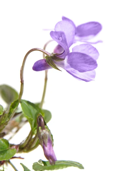 Viola canina, heath kutya-lila, lila heath, kis bokor, szigetelt — Stock Fotó