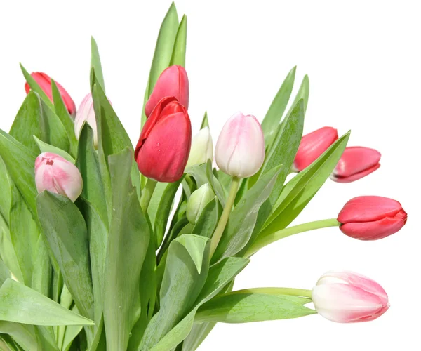 stock image Bunch pink, white and red tulips isolated on white