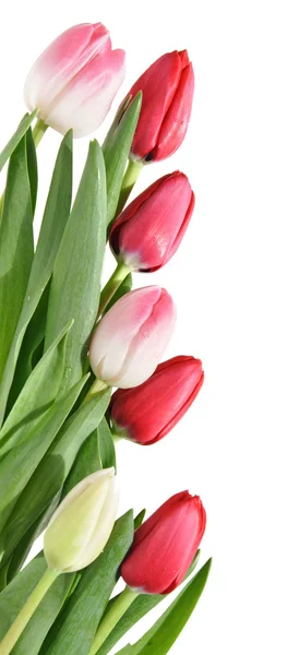 Border of pink, white and red tulips isolated on white — Stock Photo, Image