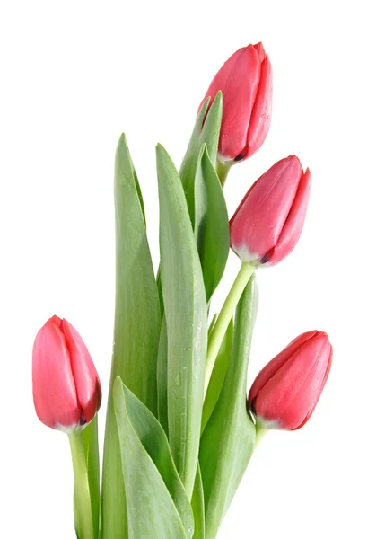 Четыре красных тюльпана, изолированных на белом — стоковое фото