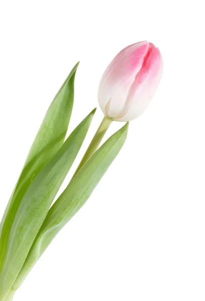 Tulipa abaregada rosa isolada em branco — Fotografia de Stock