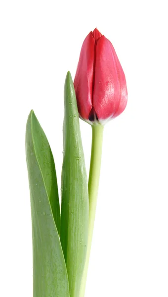 Tulipa vermelha, isolada sobre fundo branco — Fotografia de Stock