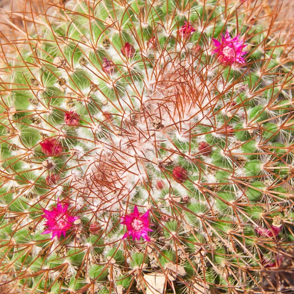 Horní část rostliny kvetoucí kaktus — Stock fotografie