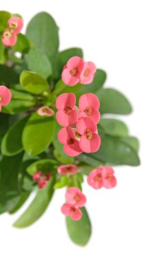 Euphorbia milii (Crown-of-thorns or Christ Plant), isolated clipart