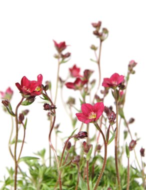 Kırmızı üzerine beyaz izole Saxifrage (Saxifraga)